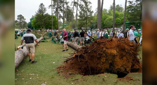 Trees fall at US Masters Golf Tournament